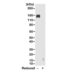 Anti-IgG Fc (rabbit), Goat Monoclonal (RMG02)
