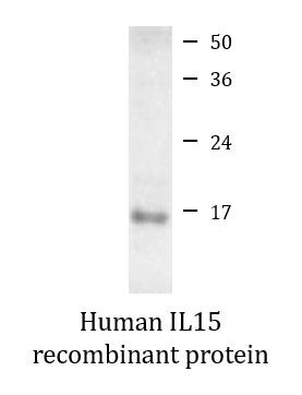 Human IL15 recombinant protein (Active)