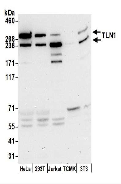 Anti-TLN1/Talin-1