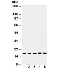 Anti-Caspase-2