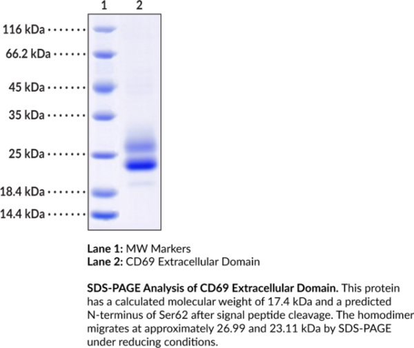 CD69 Extracellular Domain (human, recombinant)