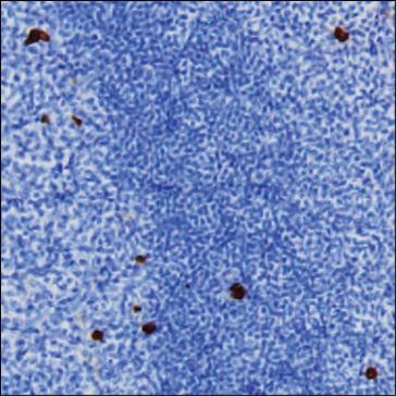 Anti-Human IgG4
