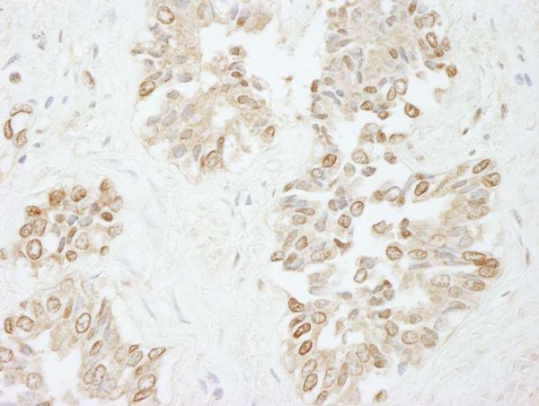 Anti-Pol Lambda (IHC)
