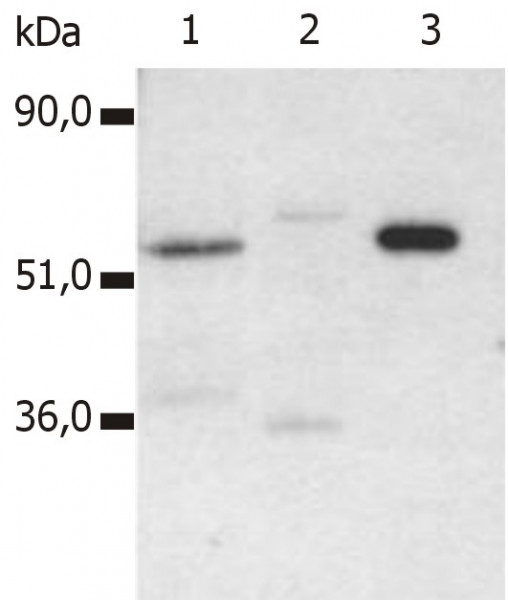 Anti-CD4, clone MEM-115
