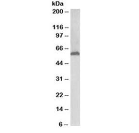 Anti-58K Golgi protein