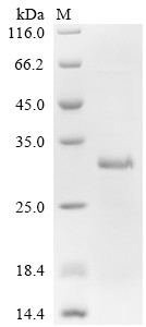 Interleukin-4 receptor subunit alpha (IL4R), partial, human, recombinant