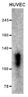 Anti-CD31, clone JC/70A