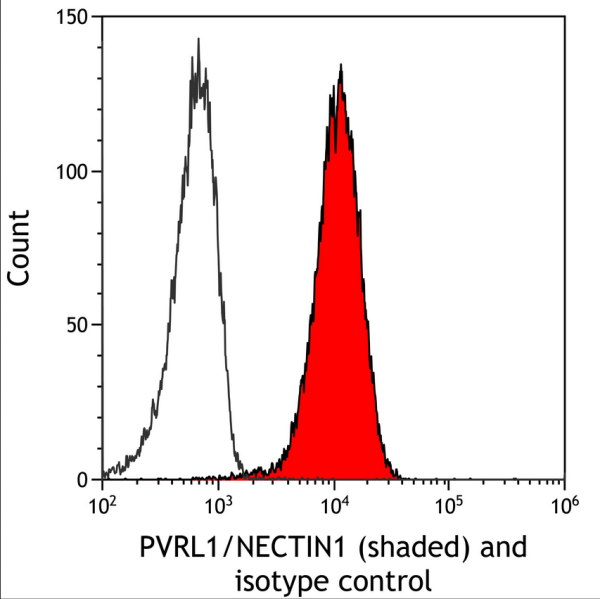 Anti-PVRL1/NECTIN1 Recombinant Rabbit Monoclonal