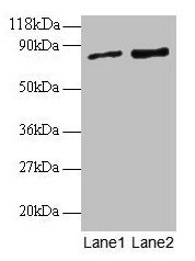 Anti-RAB1A