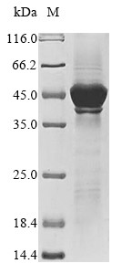 Glutathione S-transferase LANCL1 (LANCL1), human, recombinant
