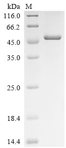 Decapping and exoribonuclease protein (dxo), Xenopus laevis, recombinant