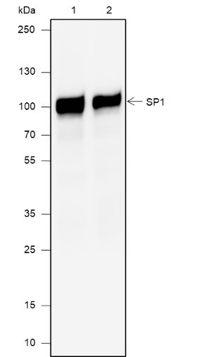 Anti-Recombinant SP1, clone A682