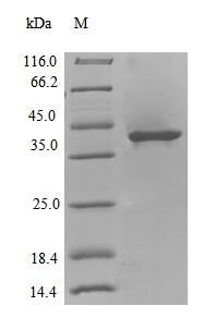 DNA polymerase IV (dinB), Colwellia psychrerythraea, recombinant