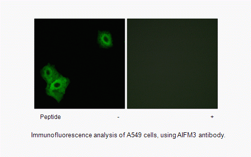 Anti-AIFM3