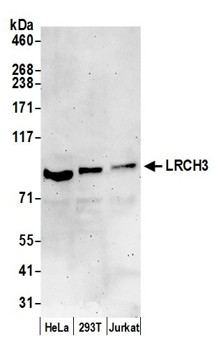 Anti-LRCH3