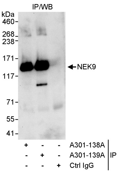 Anti-NEK9