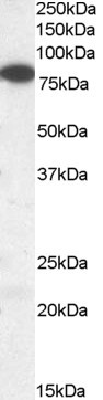 Anti-VPS35 / MEM3, C-terminal
