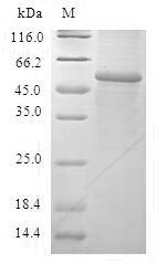 Glutathione S-transferase A2 (GSTA2), human, recombinant