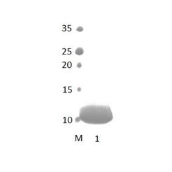 PDLIM4 PDZ Domain