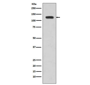 Anti-JAK2, clone COG-10