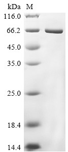 Lysozyme g, Biotinylated, chicken, recombinant