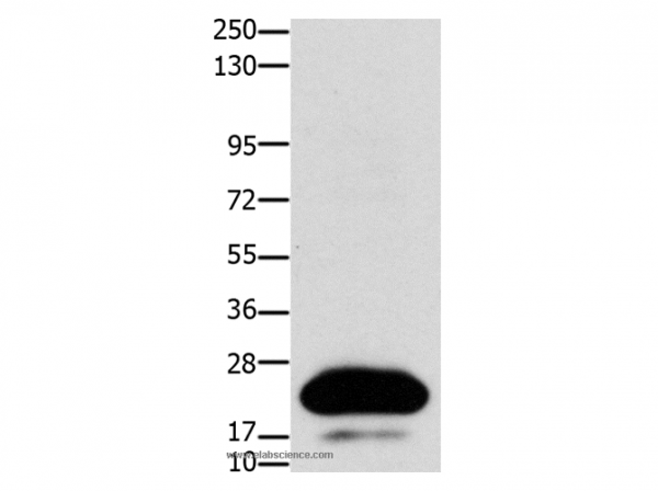 Anti-CLDN4