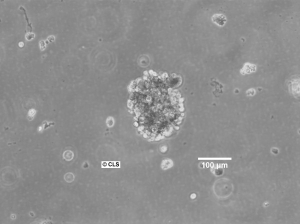 Jiyoye Cells