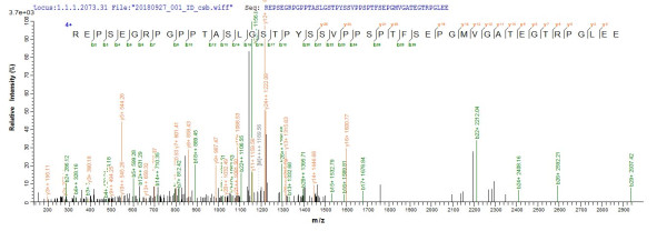 Neural retina-specific leucine zipper protein (NRL), human, recombinant