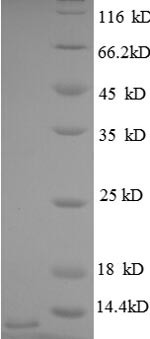 C-X-C motif chemokine 3 (CXCL3), human, recombinant