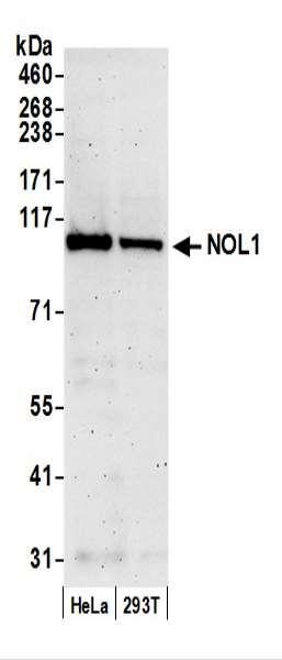 Anti-NOL1