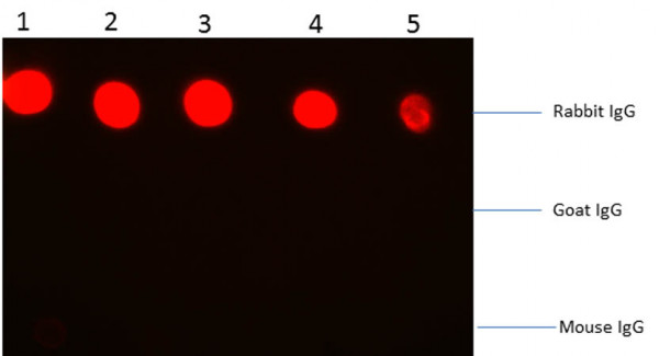 Anti-RABBIT IgG [H&amp;L], Phycoerythrin conjugated F(ab')2