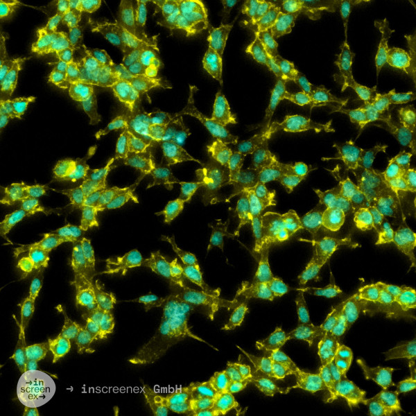 HEK293-CXCR7 Cells