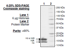 Core Histone Octamers