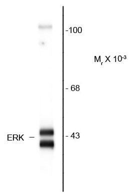 Anti-ERK1 + ERK2