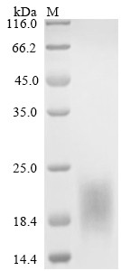 Transmembrane protein 119 (TMEM119), partial, human, recombinant