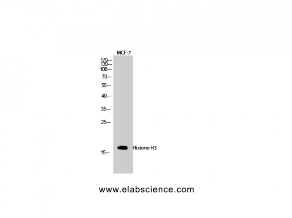 Anti-Histone H3