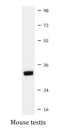 Anti-C10orf63