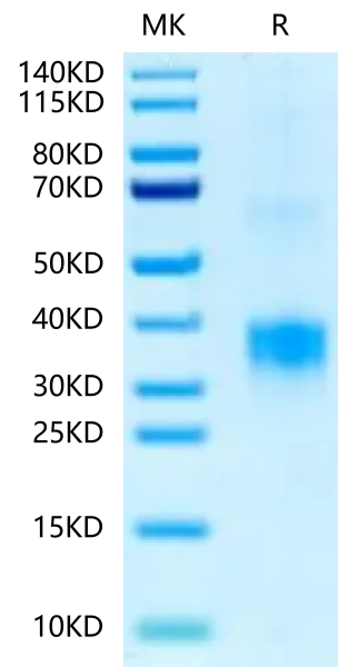 Biotinylated Human BDCA-2 Protein
