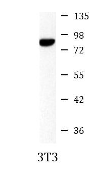 Anti-Hsp90, clone 4B6-G2-H6