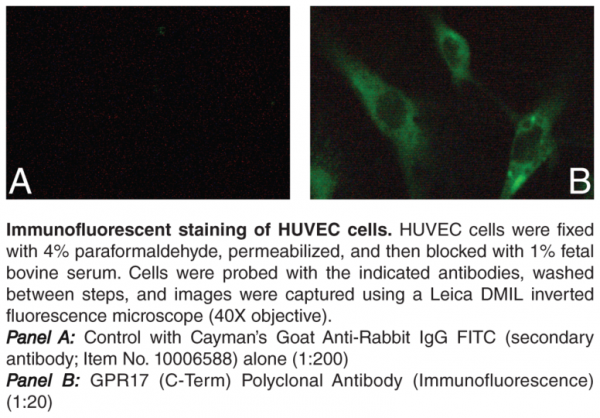Anti-GPR17 (C-Term) (Immunofluorescence)