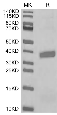 APOE3/Apolipoprotein E[Biotin], His, Human