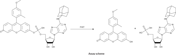 FHIT Fluorometric Activity Assay Kit