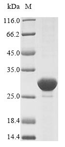 ATP-dependent Clp protease proteolytic subunit (clpP), Escherichia coli, recombinant