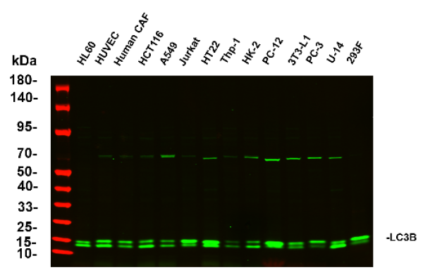 Anti-Recombinant LC3B, clone 5A10