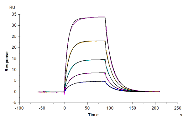 Mouse B7-H2/ICOSLG Protein