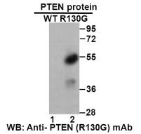 Anti-PTEN (R130G)