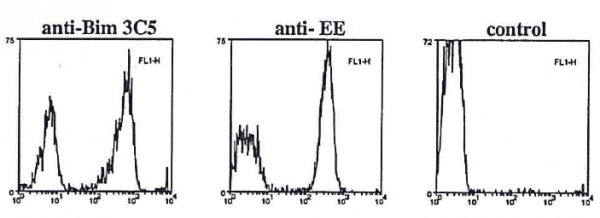 Anti-Bim S/EL/L, clone 3C5