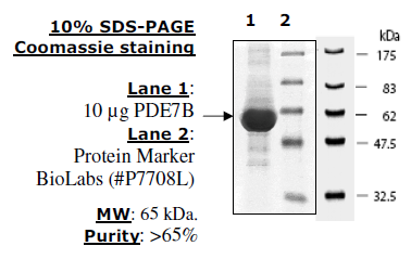 PDE7B, Active Mouse Recombinant Protein