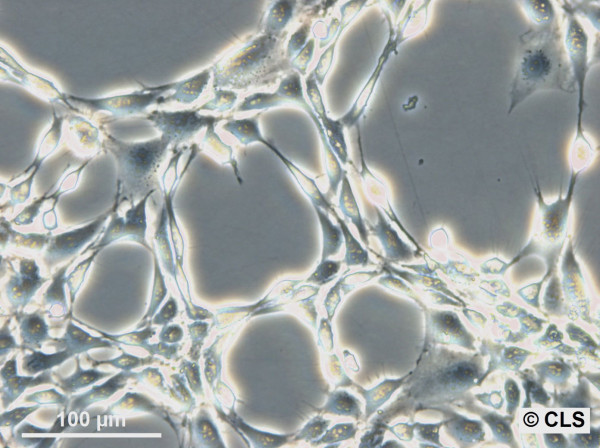 3T6-Swiss albino Cells