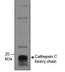 Anti-Cathepsin C